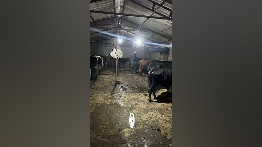 ویدیو| قهرمان کشتی ایران در حال دامداری! ویدیو| قهرمان کشتی ایران در حال دامداری!