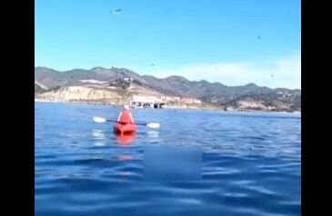 ویدیو| یک نهنگ در کالیفرنیا دختری را به همراه کایاک قورت داد!