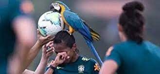 ببینید| حضور طوطی در تمرینات تیم ملی فوتبال بانوان برزیل