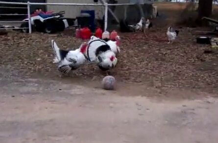 ویدیو| فوتبال بازی کردن بوقلمون ها!