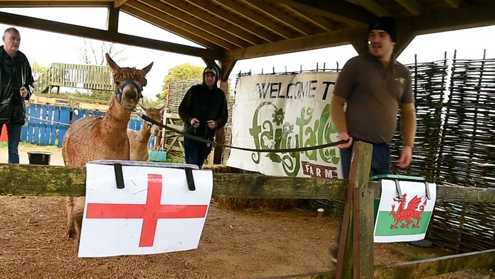 عکس| پیشگوی باهوش انگلیسی رای به پیروزی ایران داد/ اتفاق غیرمنتظره برای تیم ساوت گیت برابر شاگردان کی روش