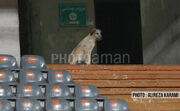 خطر حمله سگ در استادیوم آزادی، پس از احتمال ریزش و خرابی!