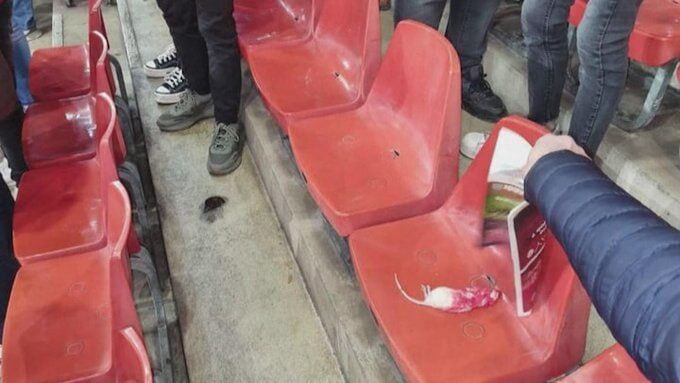 عکس| اتفاقی عجیب در فوتبال اروپا/ هواداران موش های مرده پرتاب کردند
