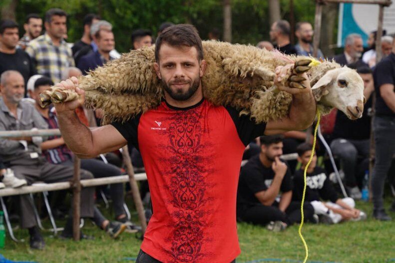 عکس| گاو و گوسفند؛ جایزه تیم برنده در مازندران/ اتفاقی که ریشه در تاریخ دارد