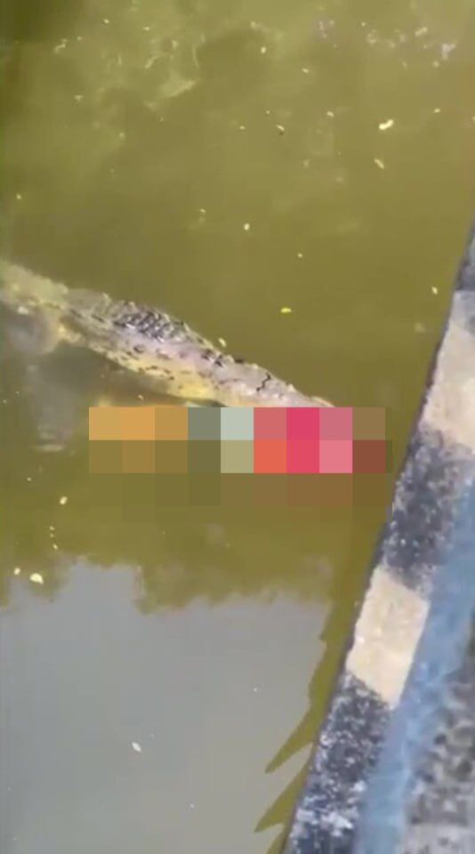 عکس| تصاویری وحشتناک از خورده شدن یک فوتبالیست توسط تمساح/ آب‌تنی در رودخانه کار دست کاپیتان داد