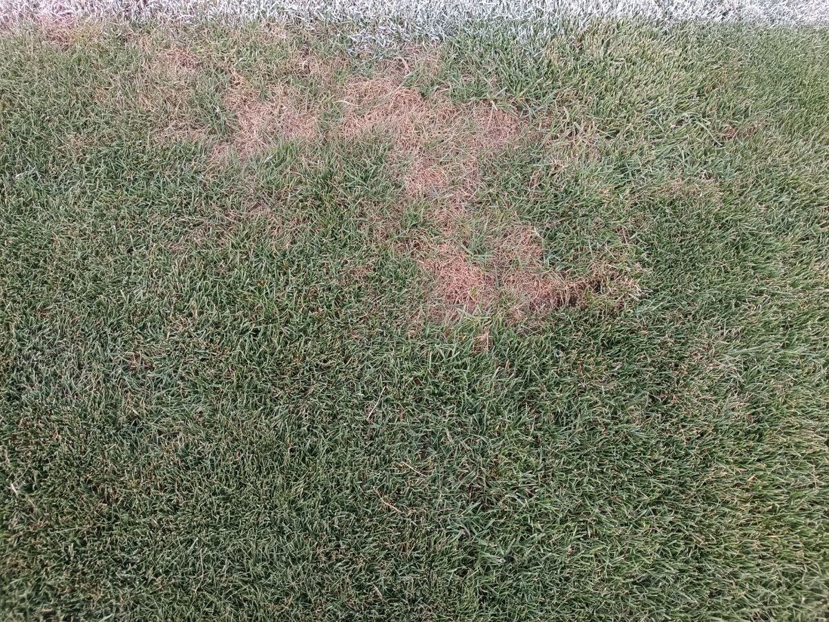 تصاویر| این فاجعهای که میبینید چمنِ مهمترین استادیوم کشور است!/ فریم به فریم شرایط اسفناک ورزشگاه آزادی