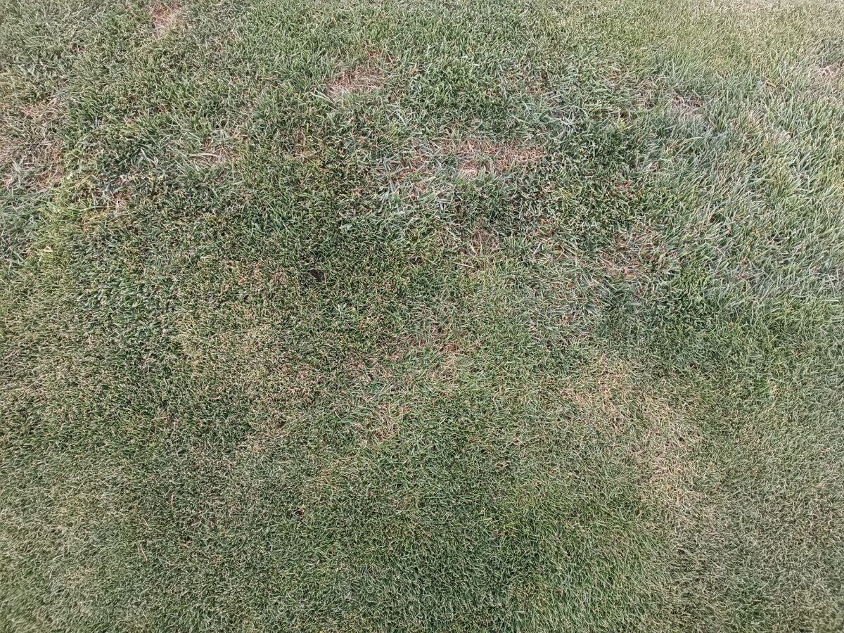 تصاویر| این فاجعهای که میبینید چمنِ مهمترین استادیوم کشور است!/ فریم به فریم شرایط اسفناک ورزشگاه آزادی