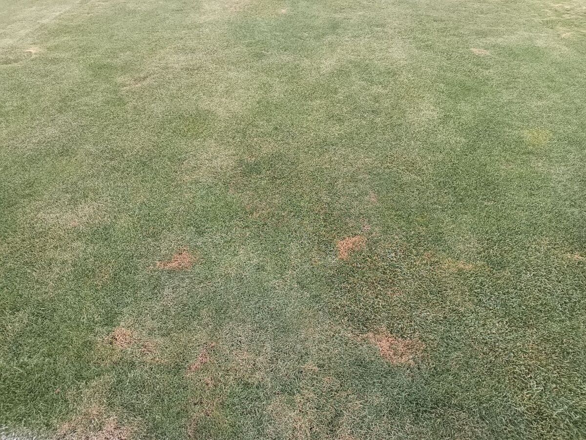 تصاویر| این فاجعهای که میبینید چمنِ مهمترین استادیوم کشور است!/ فریم به فریم شرایط اسفناک ورزشگاه آزادی