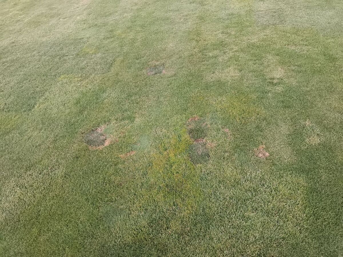 تصاویر| این فاجعهای که میبینید چمنِ مهمترین استادیوم کشور است!/ فریم به فریم شرایط اسفناک ورزشگاه آزادی