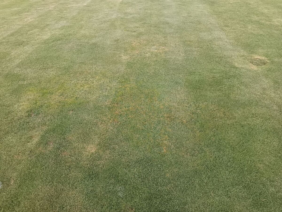 تصاویر| این فاجعهای که میبینید چمنِ مهمترین استادیوم کشور است!/ فریم به فریم شرایط اسفناک ورزشگاه آزادی