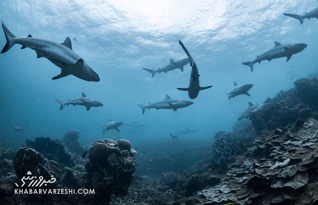 کوسهها در دریای جزایر مارشال