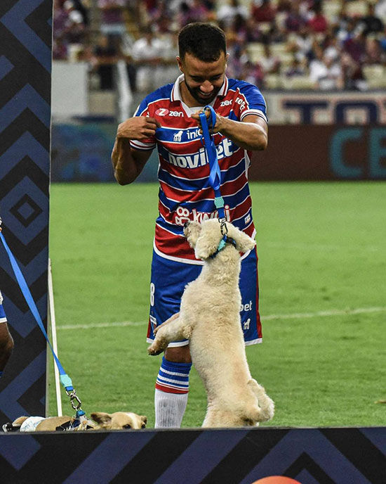 عکس| جالبترین ورود به زمین تاریخ فوتبال/ سگهای بیپناه خوشبخت شدند