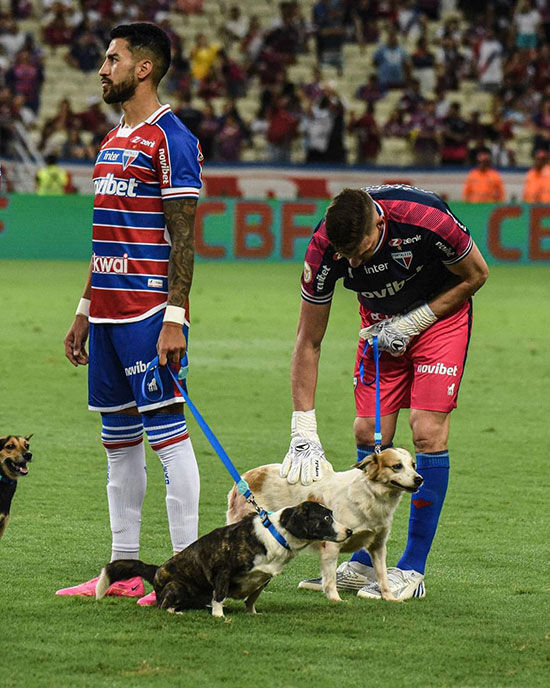 عکس| جالب‌ترین ورود به زمین تاریخ فوتبال/ سگ‌های بی‌پناه خوشبخت شدند