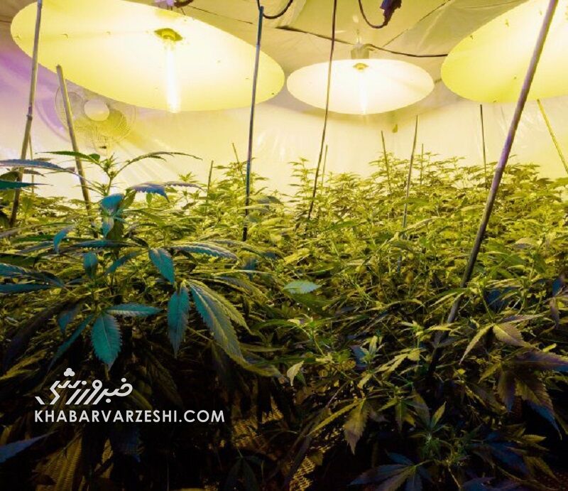 شوکه شدن ستاره لیگ برتری از تبدیل شدن خانهاش به مزرعه پرورش ماریجوانا!