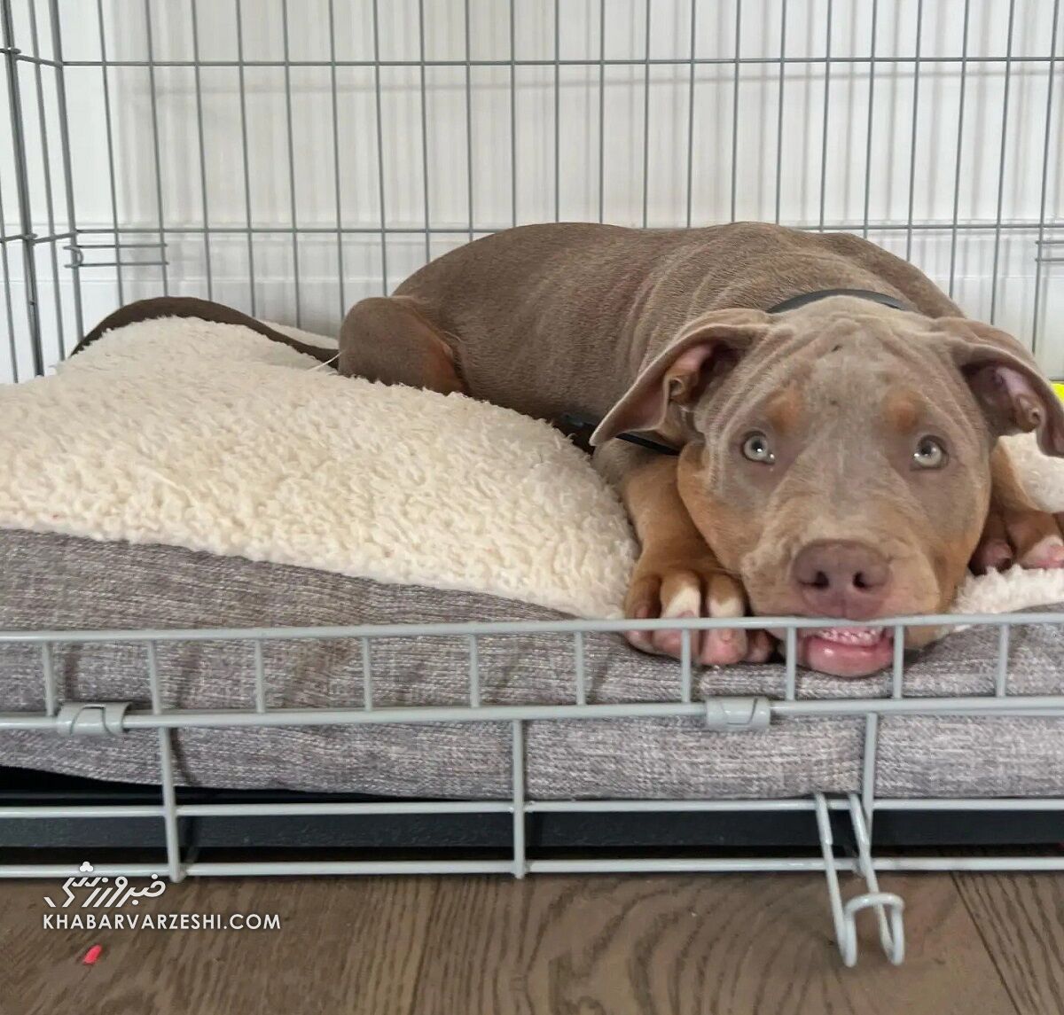 ستاره لیگ برتری صاحب یک بادیگارد غیرقانونی شد/ او به آدمها حمله میکند! +عکس