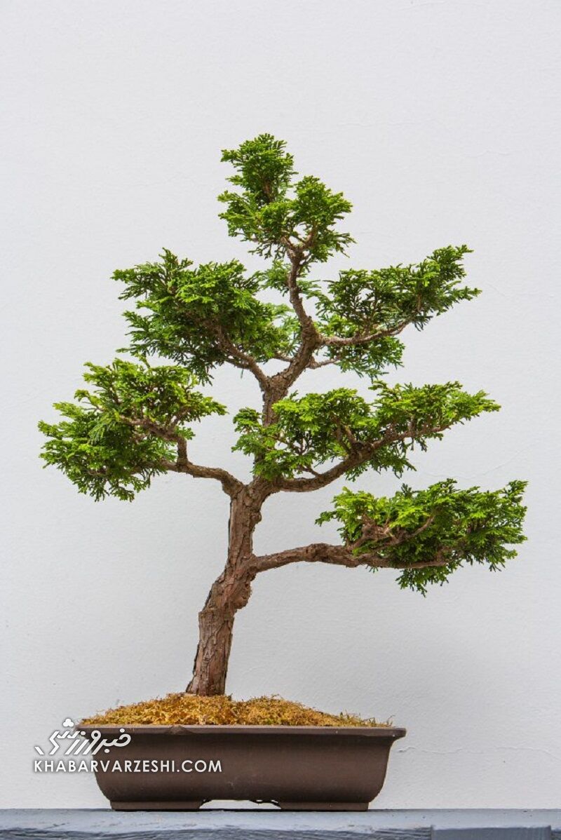 شیطنتهای عجیب و غریب هالند در سیتی؛ از آهنگ معروف انریکه اگلسیاس تا درخت بونسای/ انرژی بچهغول به آبیآسمانیها منتقل میشود؟