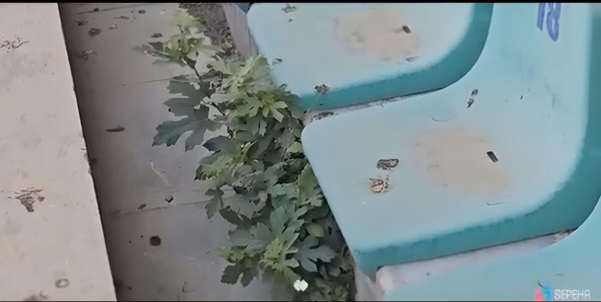 وضعیت نگرانکننده ورزشگاه تختی؛ از وضعیت نامناسب چمن تا رشد درخت انجیر! +عکس