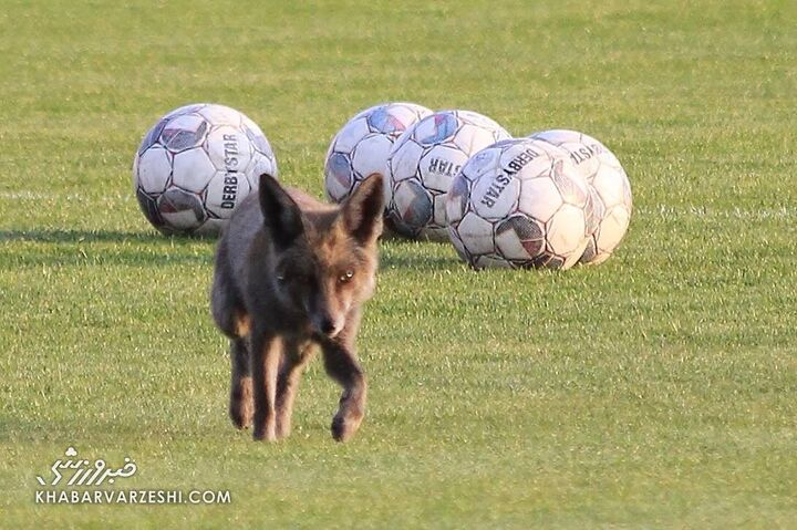روباه فوتبالیست تمرین سایپا