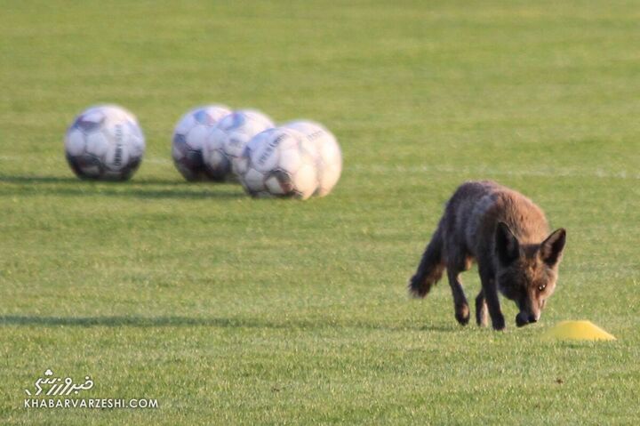روباه فوتبالیست تمرین سایپا