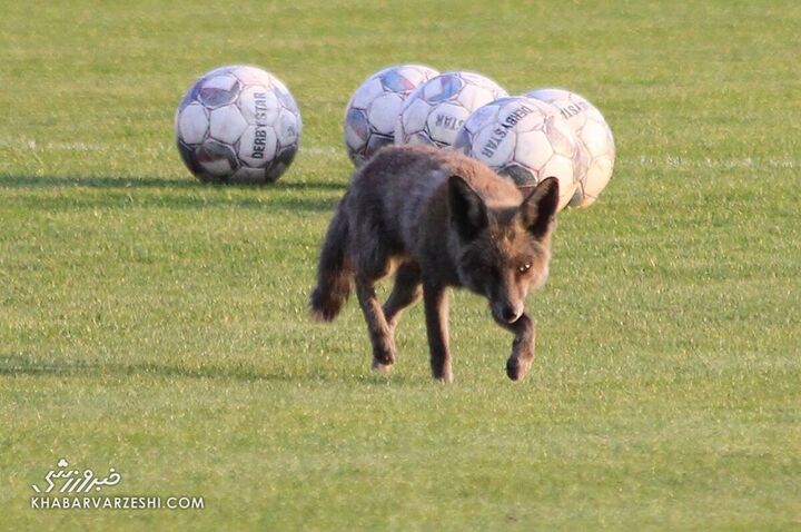 روباه فوتبالیست تمرین سایپا