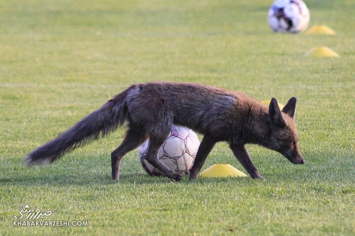 روباه فوتبالیست تمرین سایپا