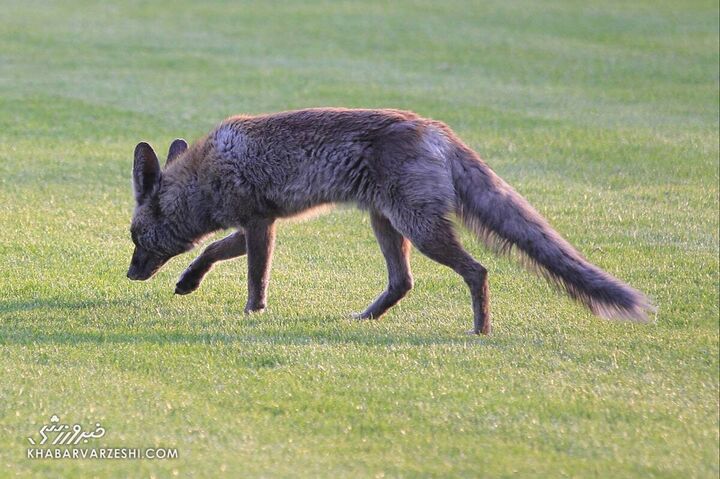 روباه فوتبالیست تمرین سایپا