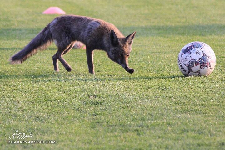 روباه فوتبالیست تمرین سایپا