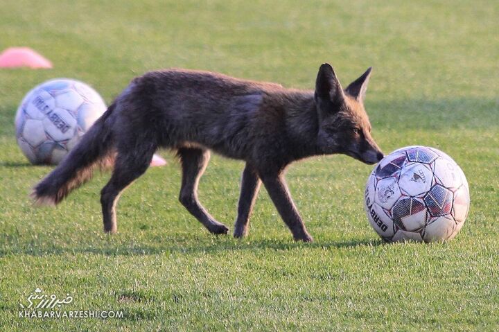 روباه فوتبالیست تمرین سایپا