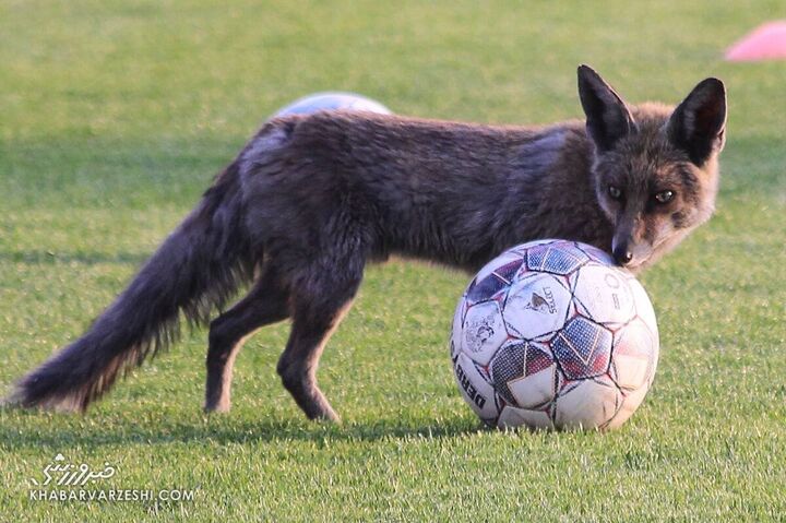 روباه فوتبالیست تمرین سایپا