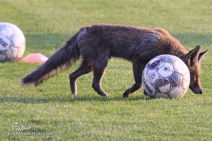 روباه فوتبالیست تمرین سایپا