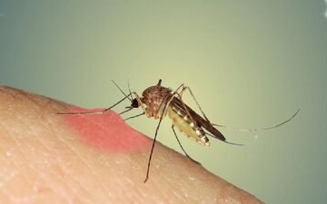 راهنمای خرید دستگاه دور کننده حشرات