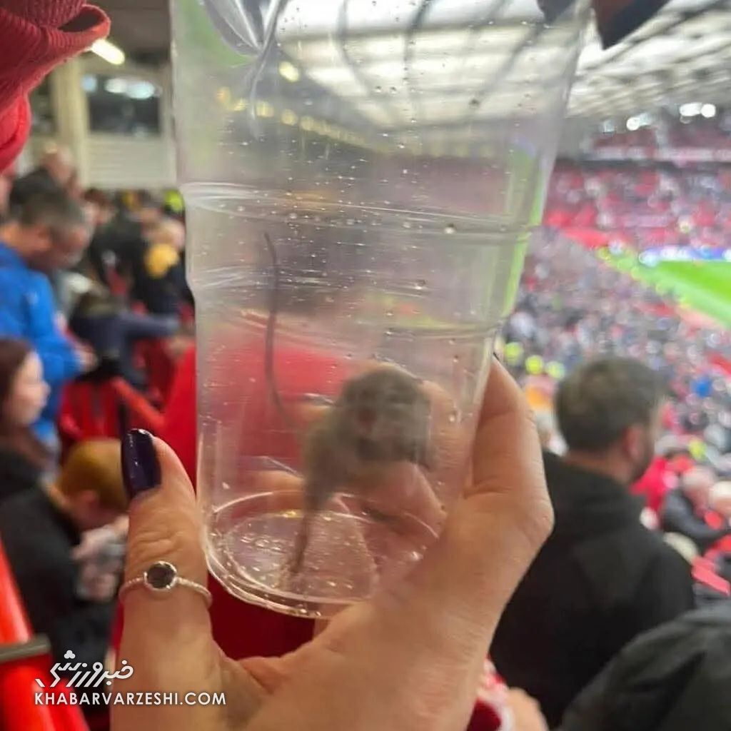 موش زنده در تئاتر رویاها شکار شد!/ شوکه شدن کاربران شبکههای اجتماعی با تصویر عجیب در اولدترافورد +عکس