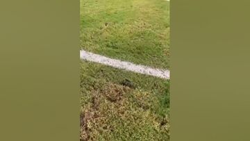 ویدیو| اوضاع اسفناک ورزشگاه رقیب استقلال در جام حذفی