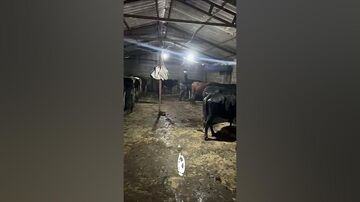 ویدیو| قهرمان کشتی ایران در حال دامداری!