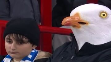 ویدیو| غم مرغ دریایی از شکست تیمش!