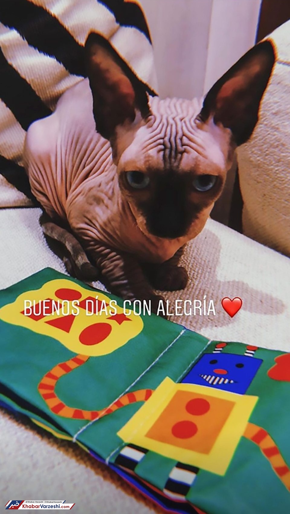 عکس| رونالدو صاحب زشت‌ترین گربه جهان!