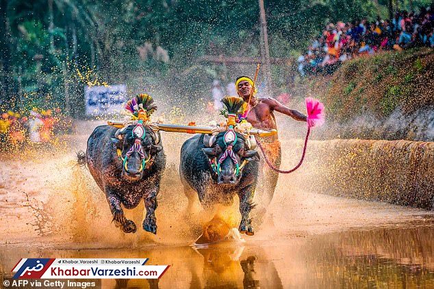 شکستن رکورد بولت به کمک بوفالوها!