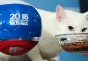 پیش‌بینی بازی فرانسه و بلژیک توسط گربه آشیل